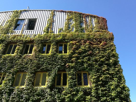 Dächer und Außenwände von Immobilien mit  geeigneten Pflanzen in grüne Oasen verwandeln.