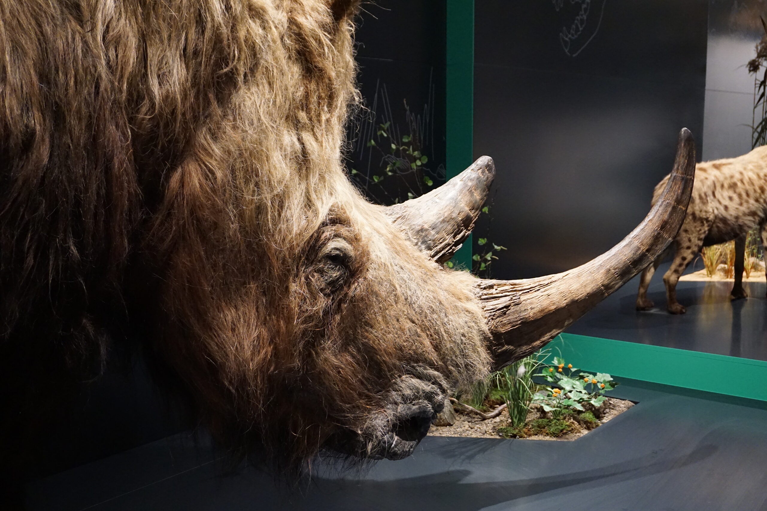 Wir stellen uns vor - Wollnashorn