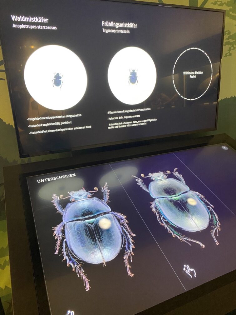 Unterschiede in den Arten.