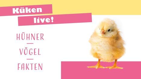 Küken live!