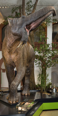 Deinotherium giganteum