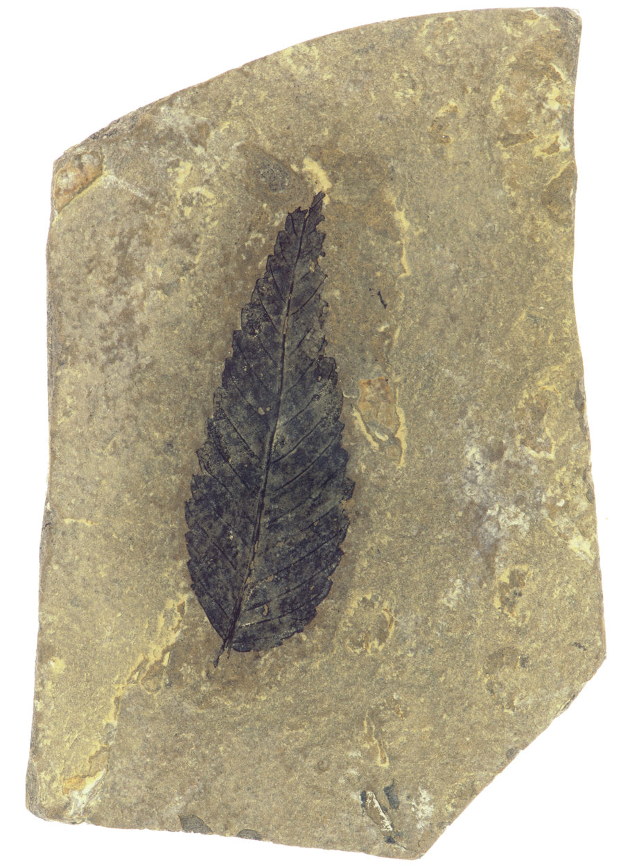 Eozän Naturhistorisches Museum Mainz