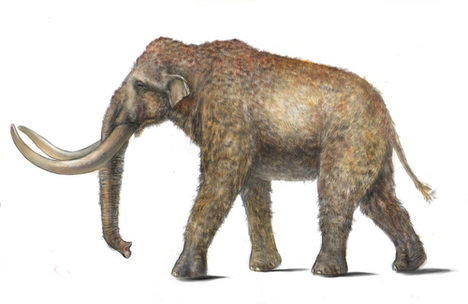 Steppenmammut