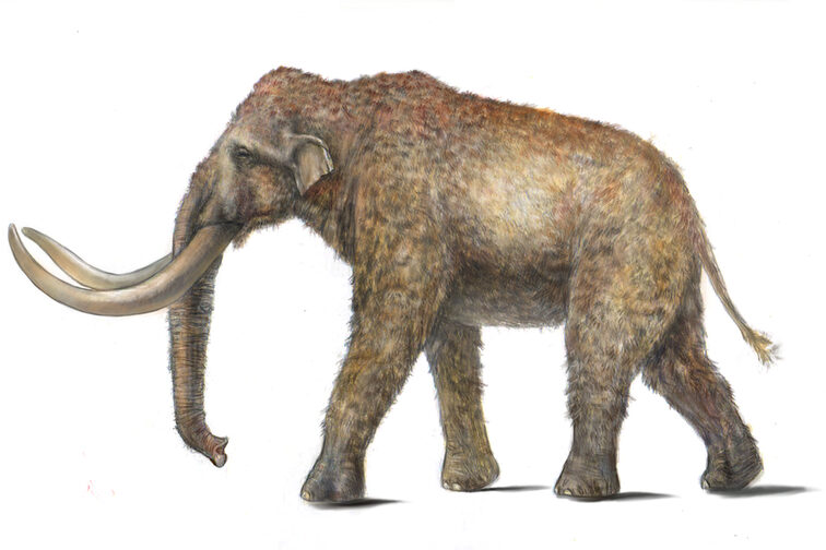 Steppenmammut