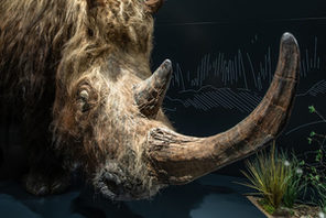 Wollnashorn © nhm