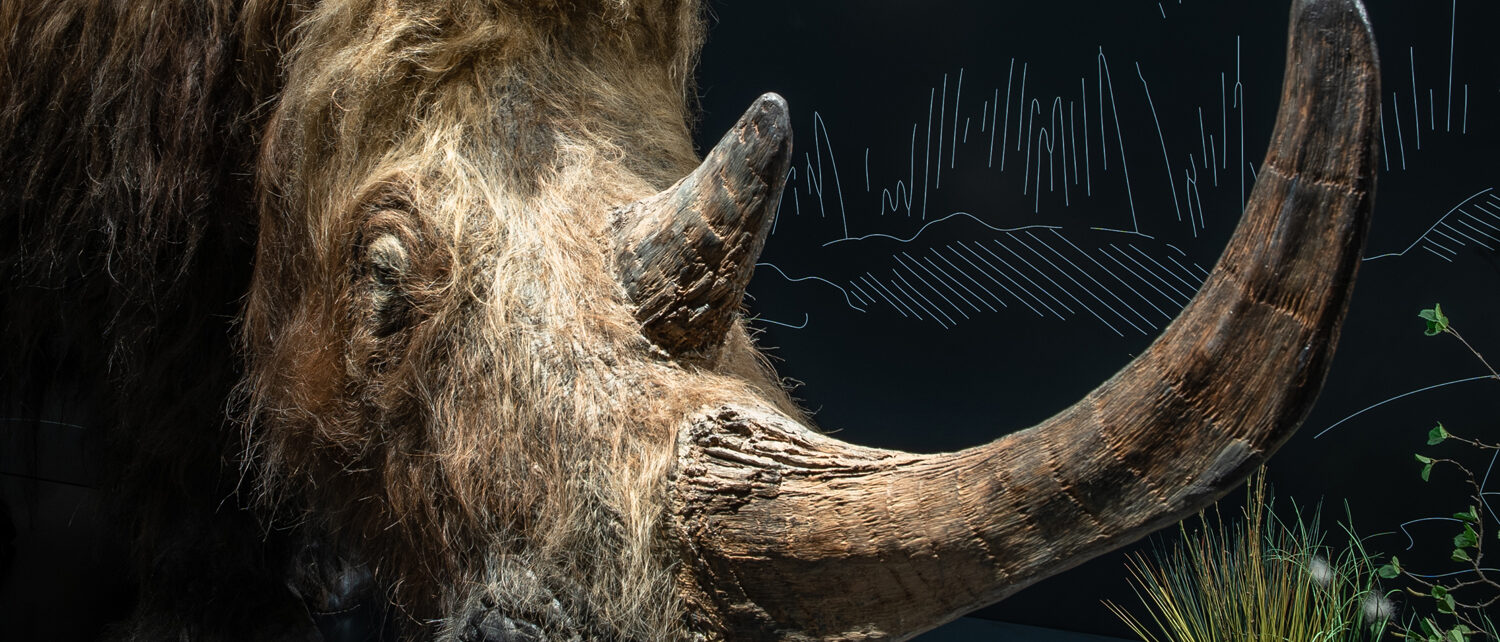 Teaser Wilde Welten im nhm