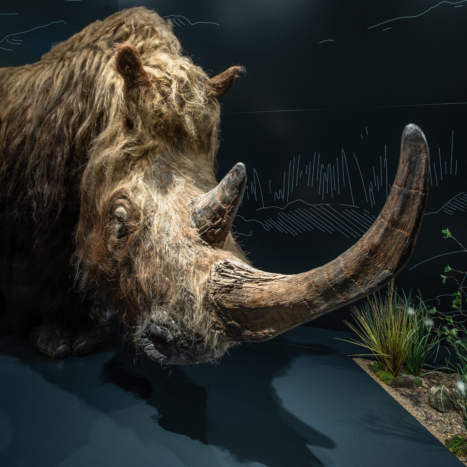 Teaser Wilde Welten im nhm