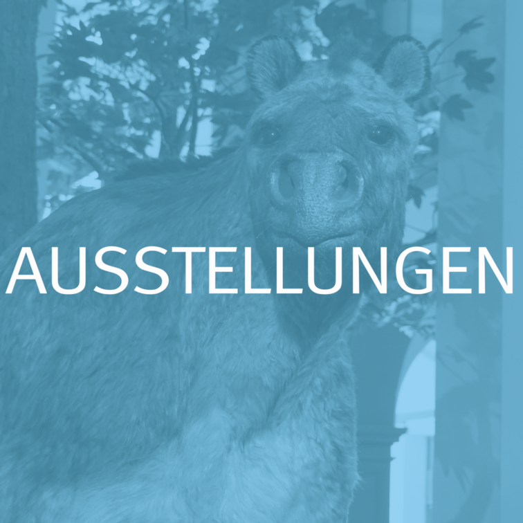 Unsere Dauerausstellung.