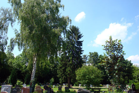 Eingebettet: Ein Grabfeld unter Bäumen auf dem Bretzenheimer Friedhof.