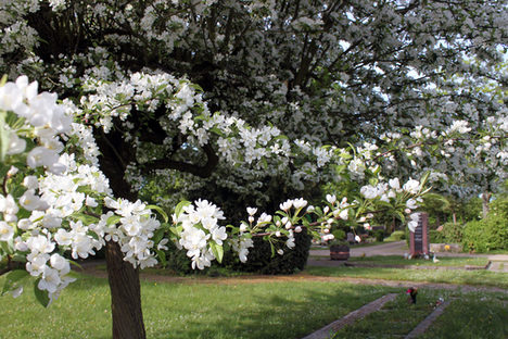 Blühend: Der Bezirksfriedhof Mainz-West im Frühling.