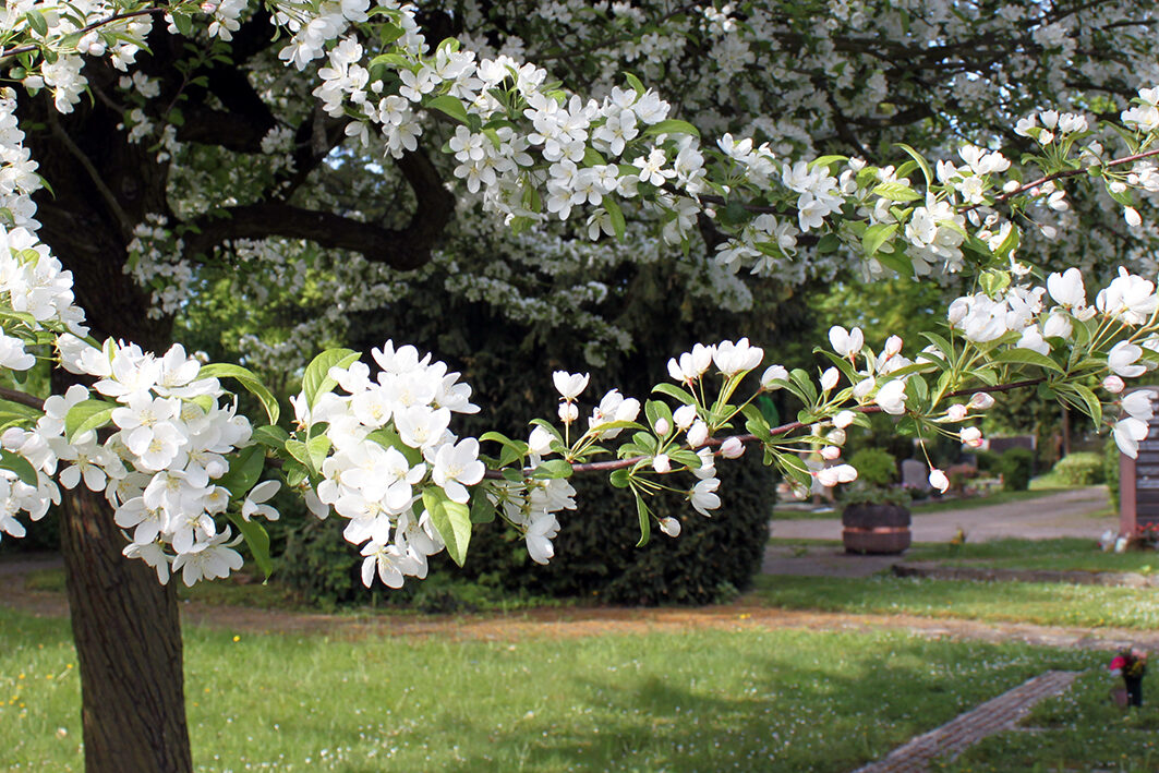 Ein Grabfeld unter einem blühenden Baum.