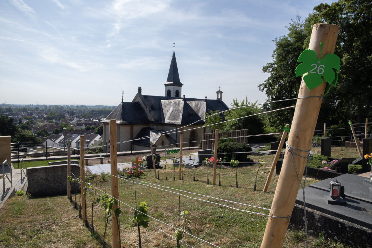 Blick auf die Wingertsgräber in Laubenheim