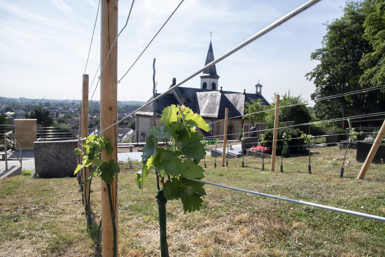 Blick auf eine frisch gepflanzte Rebe