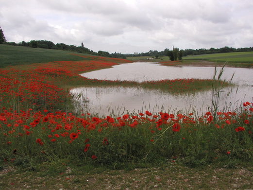 Nach dem Regen blüht der Mohn