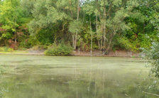 Blaualgen auf dem Regenrückhaltebecken in Hechtsheim