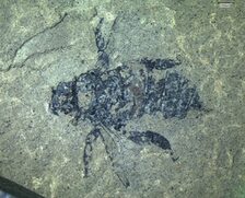 Fossile Biene aus dem Eckfelder Maar