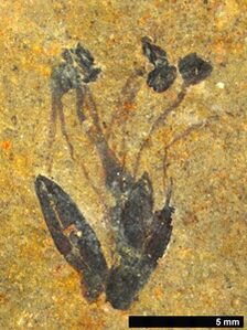 Fossile Blüte aus dem Enspel Maar