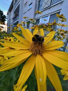 Natur in der Stadt