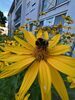 Erstes Bild des RSS-Feed-Eintrags
