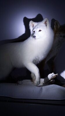 Bildmotiv 1 Taschenlampenführungen LICHT AN