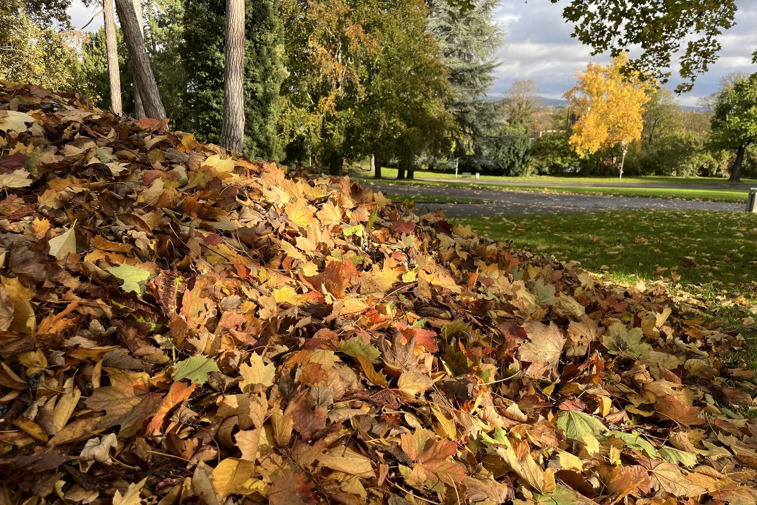 Bunter Herbstblätterhaufen bei Sonnenschein im Stadtpark in Mainz