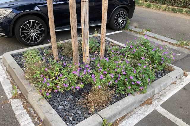 Planting tree grates