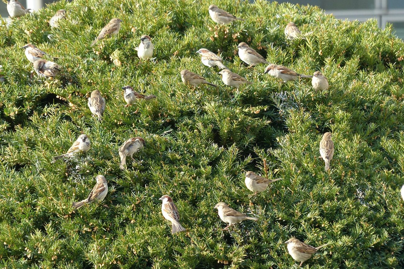 Spatzen in der Hecke