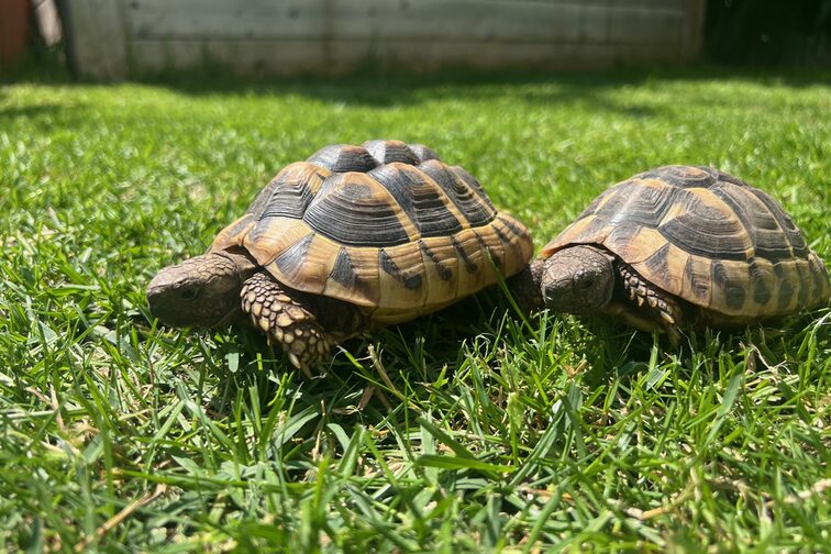 Griechische Landschildkröten