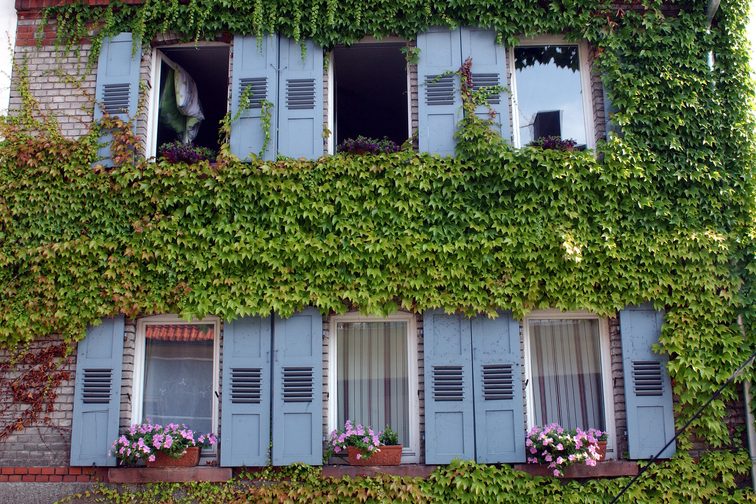 Facciata di una casa ricoperta di vegetazione, con fioriere e persiane blu a Bretzenheim