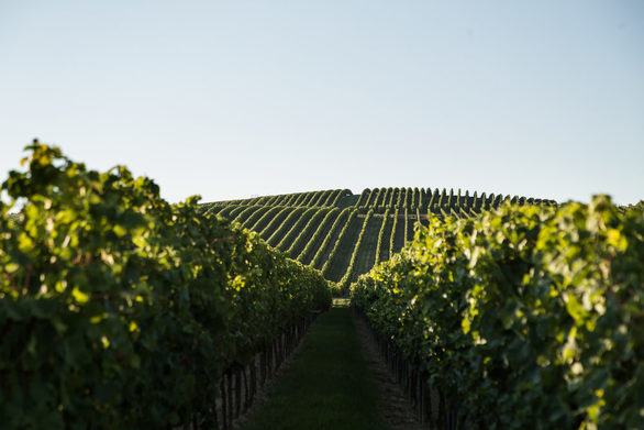 Der Weinberg des Gutes auf dem Petersberg