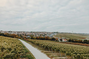 Ausblick auf die Weinberge bei Essenheim © Weingut Braunewell
