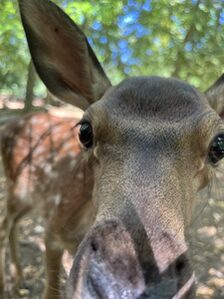 Rotwild Kalb