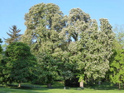 Naturdenkmäler im Stadtpark