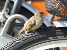 Spatz auf Fahrradreifen