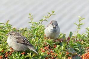 Spatzenfreunde gesucht © Betina Küchenhoff