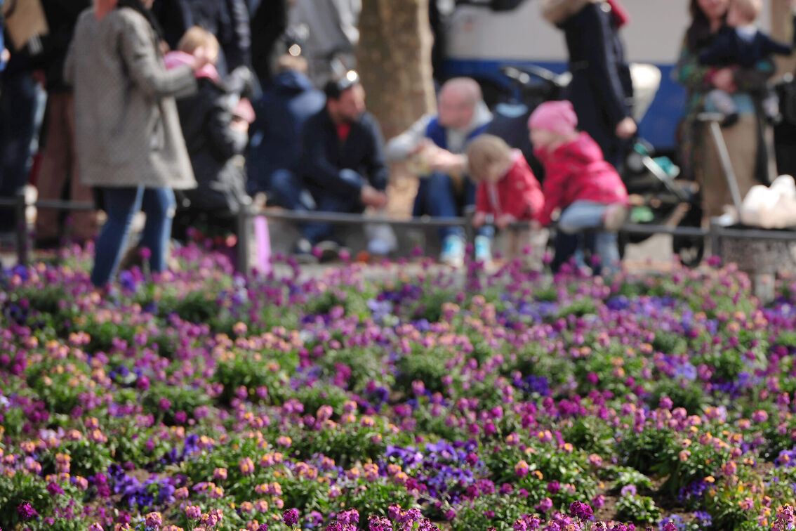 Ein Blumenbeet mit lila- und pinkfarbenen Blüten, dahinter verschwommen Menschen - Kinder, Erwachsene.